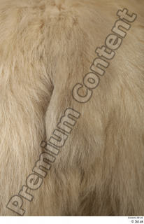 Polar bear tail 0002.jpg